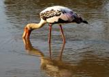 Yala National Park